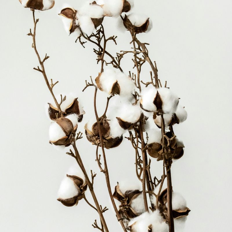 KNITTED WITH ORGANIC COTTON